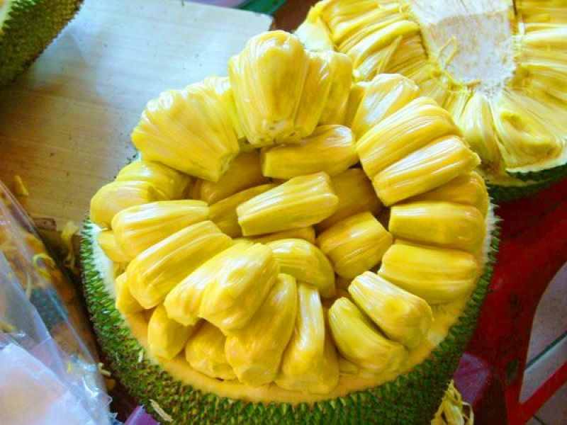 菠萝蜜苗稿接树
