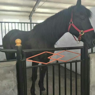 伊犁马400~500kg