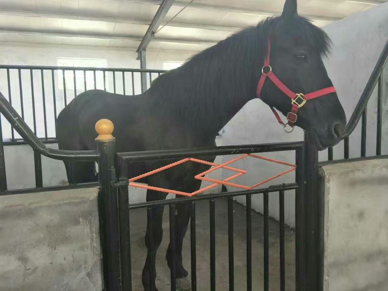 伊犁马400~500kg