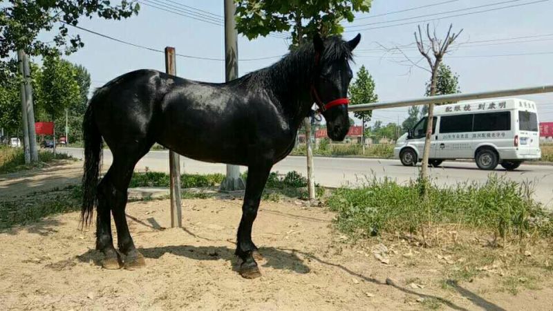 伊犁马400~500kg