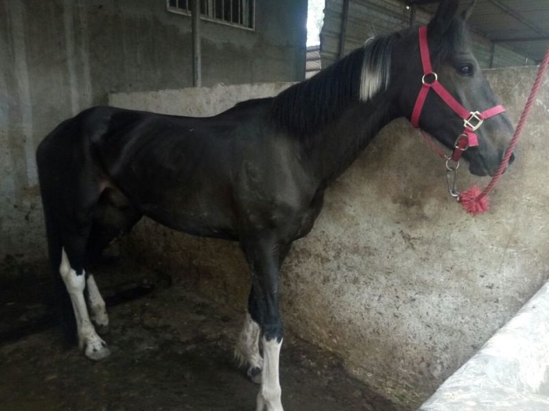 伊犁马400~500kg
