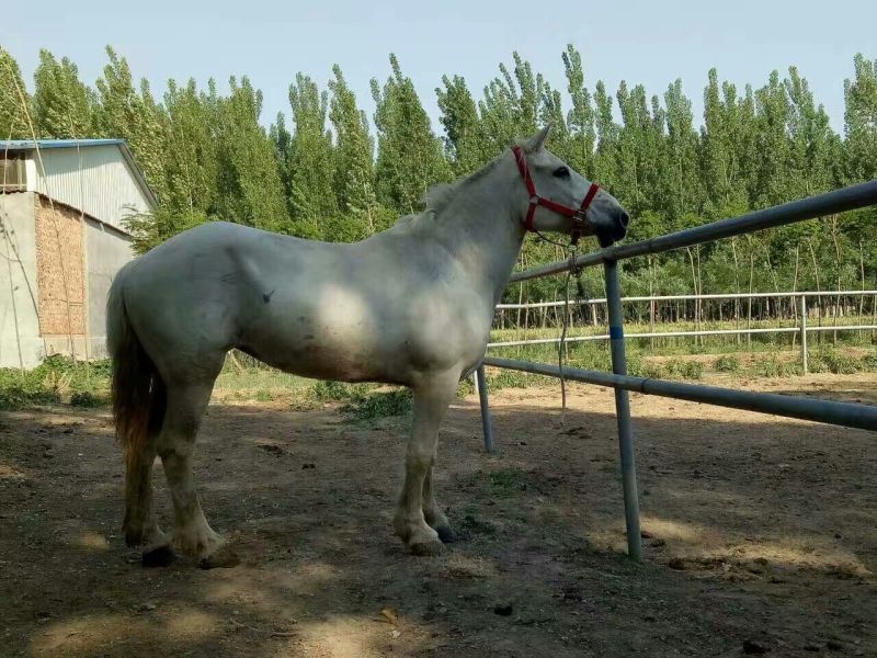 伊犁马400~500kg