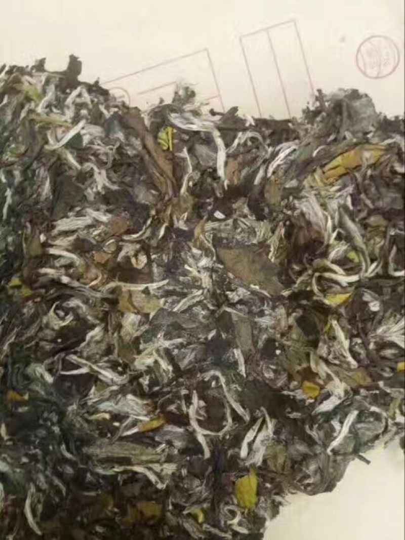 白牡丹