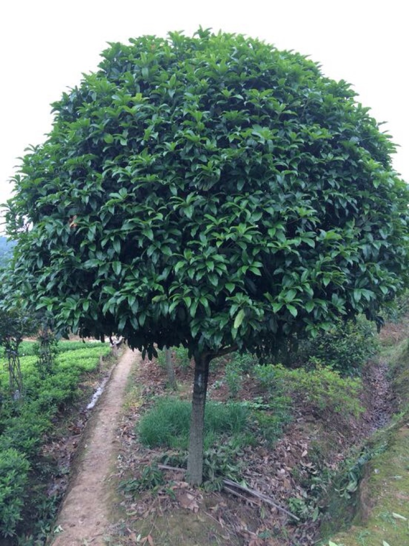 桂花树__各规格大小桂花树，农户直销。