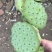 莲子壳