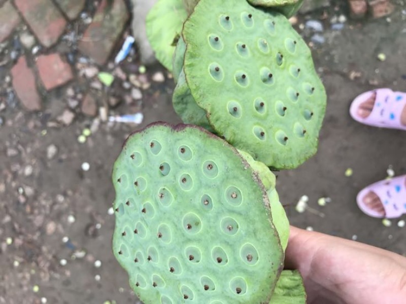 莲子壳