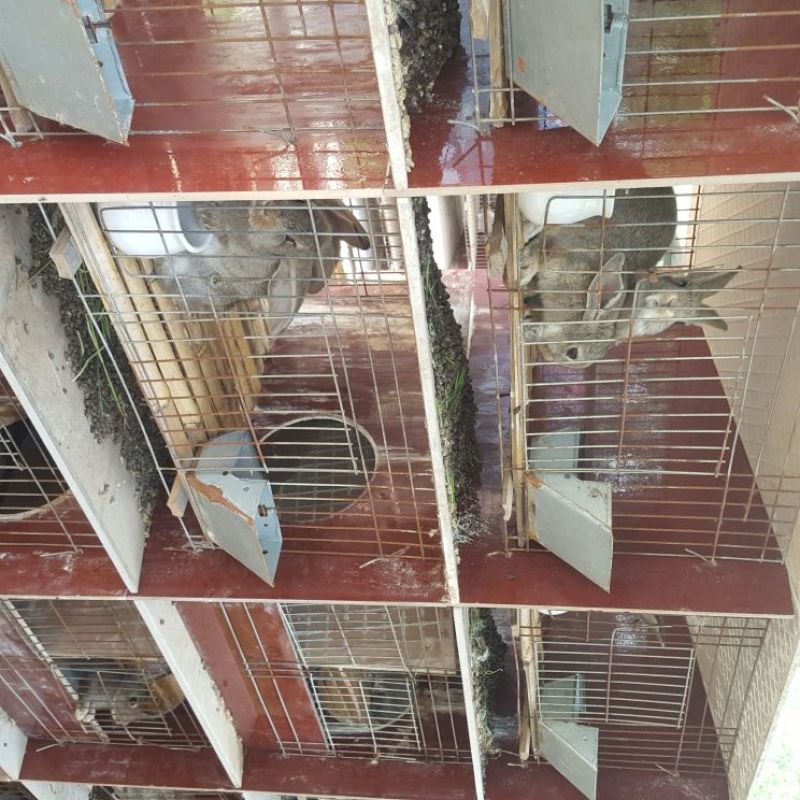 兔笼铁丝