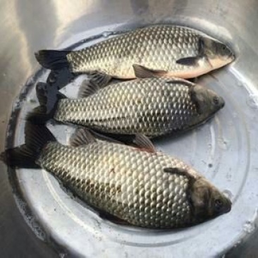 鲫鱼饲料