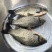 鲫鱼饲料