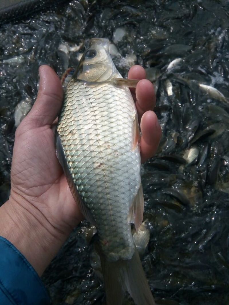鲫鱼饲料