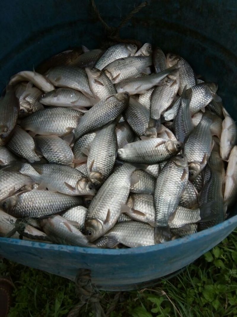 鲫鱼饲料