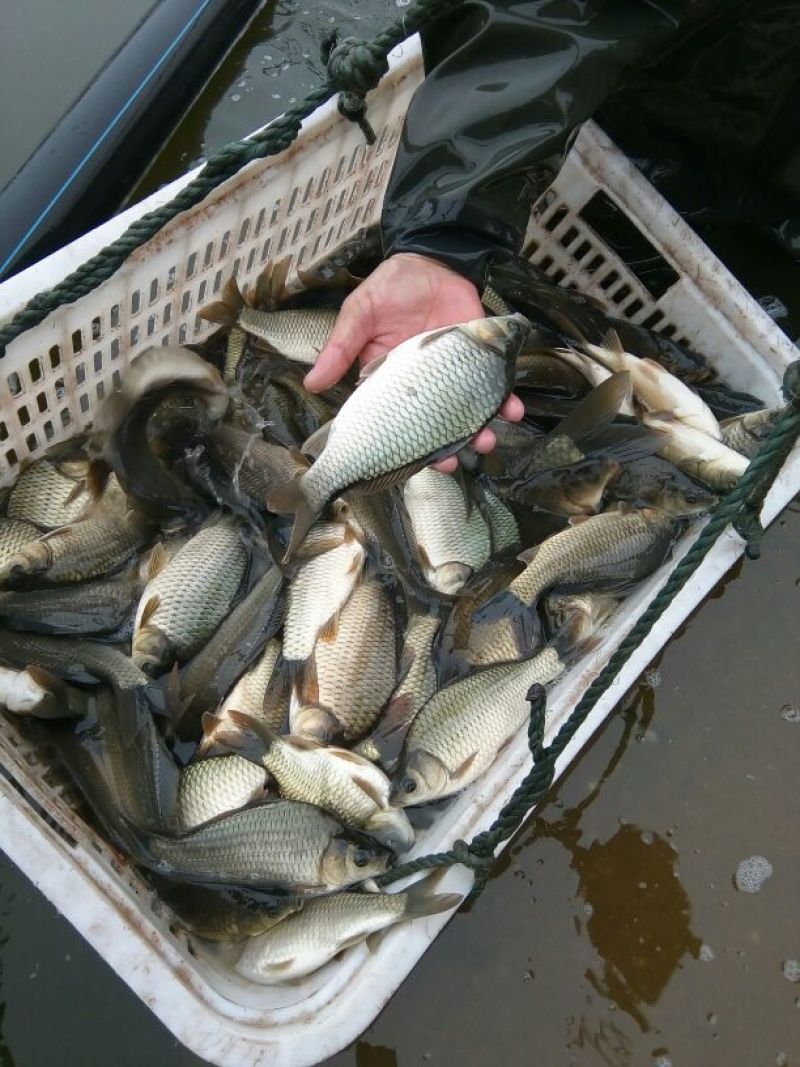 鲫鱼饲料