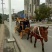 伊犁马400~500kg
