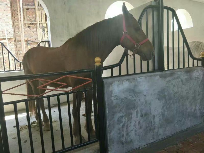 伊犁马400~500kg