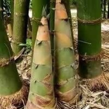 黄尖笋
