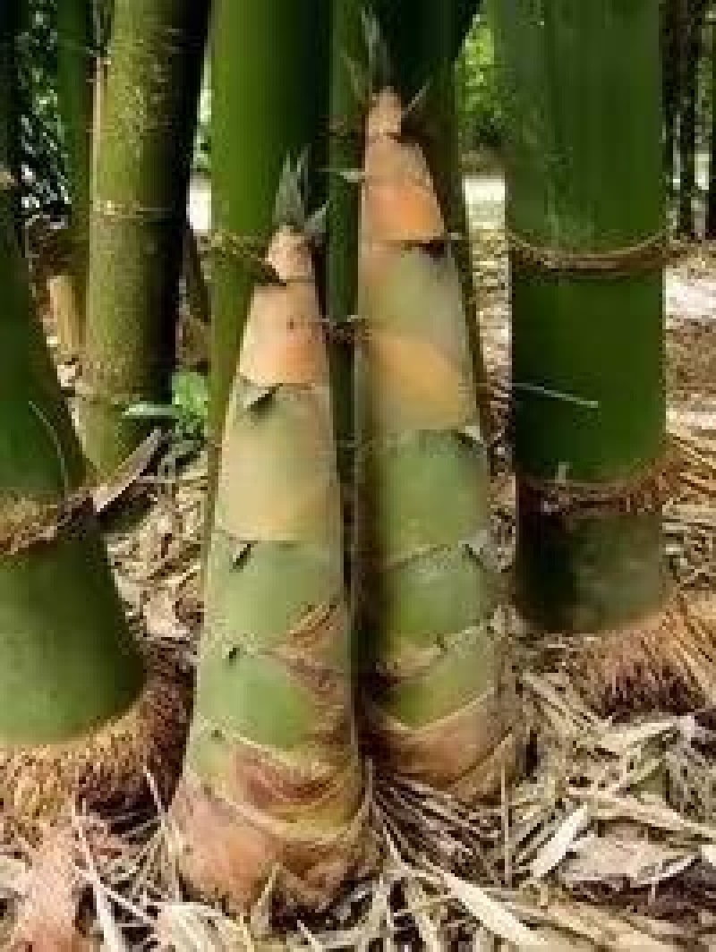黄尖笋