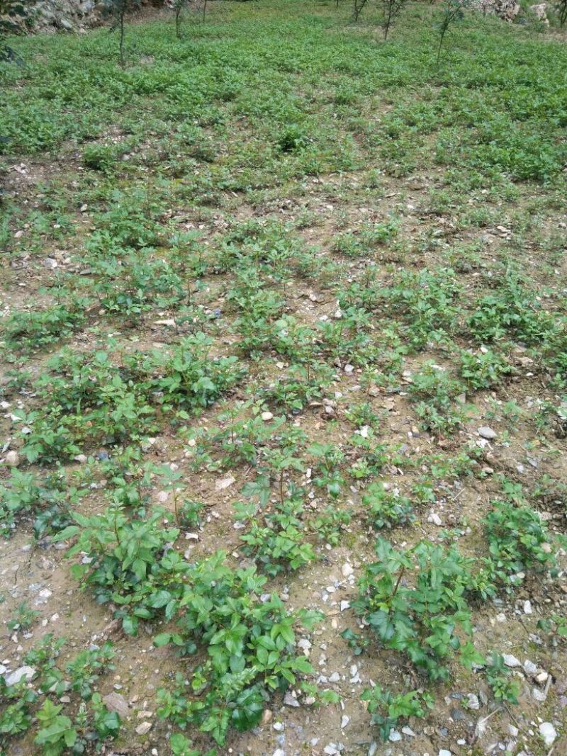 花椒苗0.5~1年
