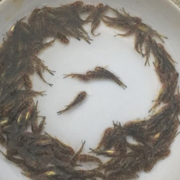 黄骨鱼苗优质淡水黄颡鱼苗牛尾巴黄腊丁黄辣丁