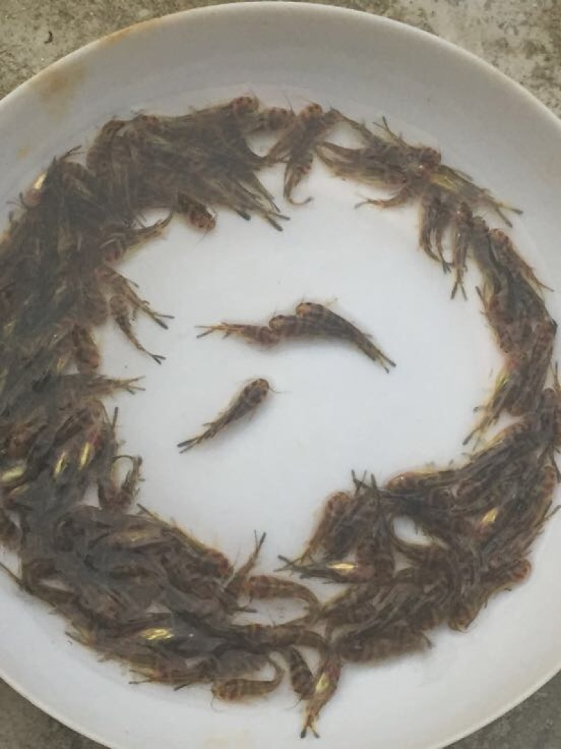 黄骨鱼苗优质淡水黄颡鱼苗牛尾巴黄腊丁黄辣丁