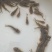 黄骨鱼苗优质淡水黄颡鱼苗牛尾巴黄腊丁黄辣丁