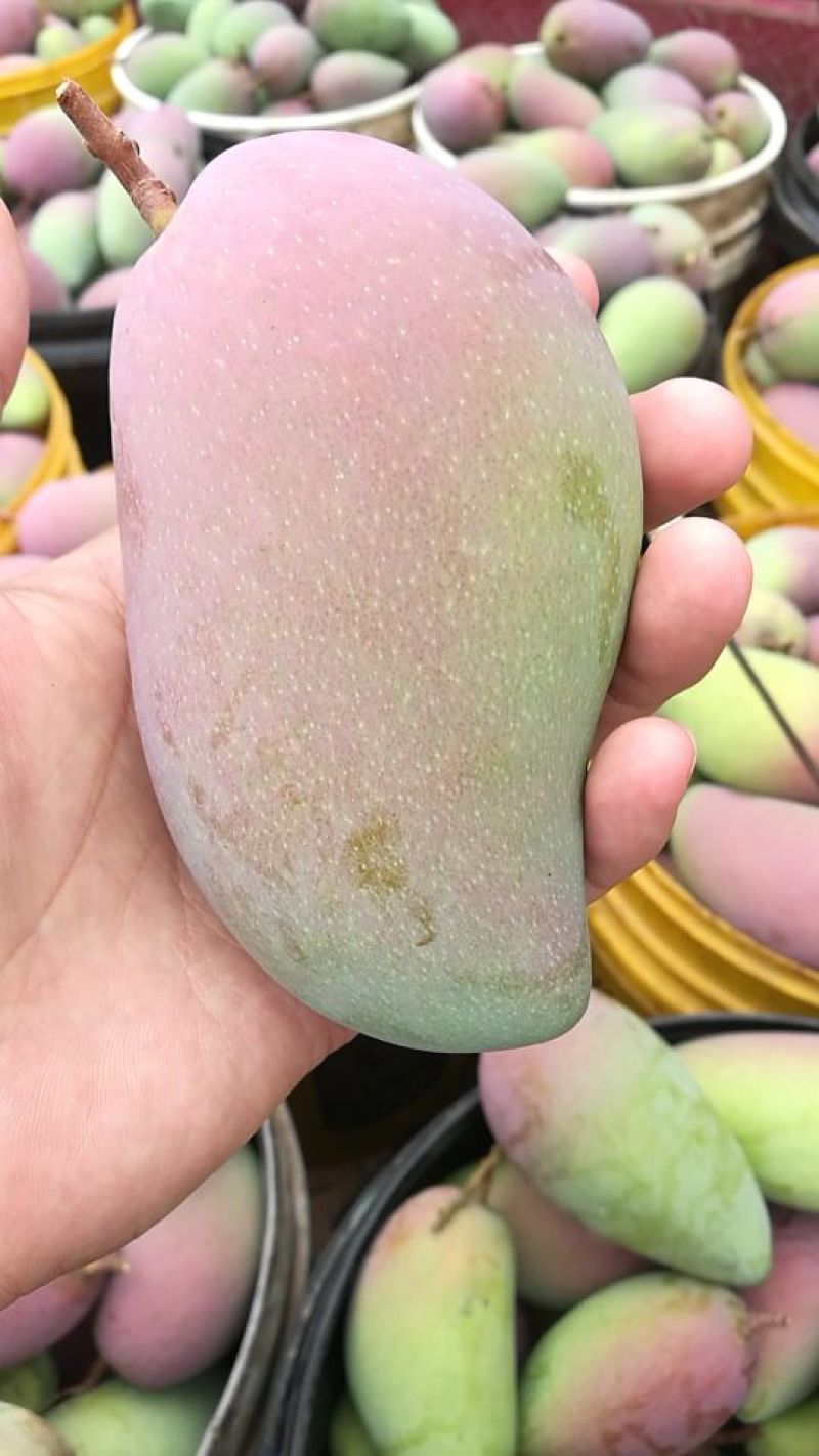 百色贵妃芒一级大果