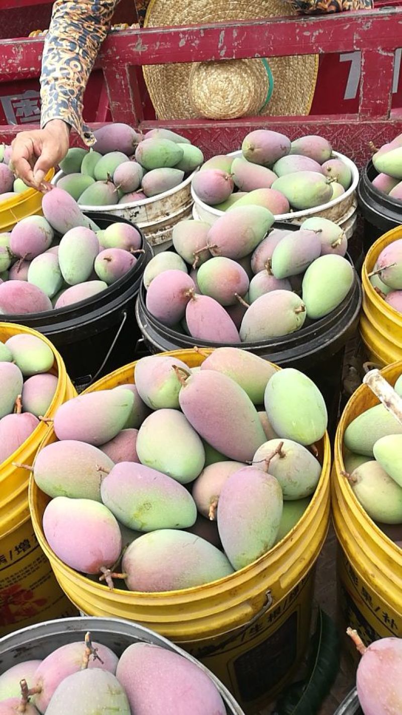 百色贵妃芒一级大果