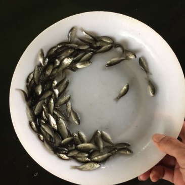杂交鲫鱼