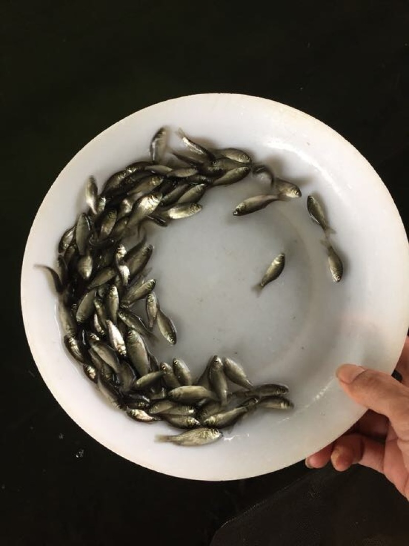 杂交鲫鱼