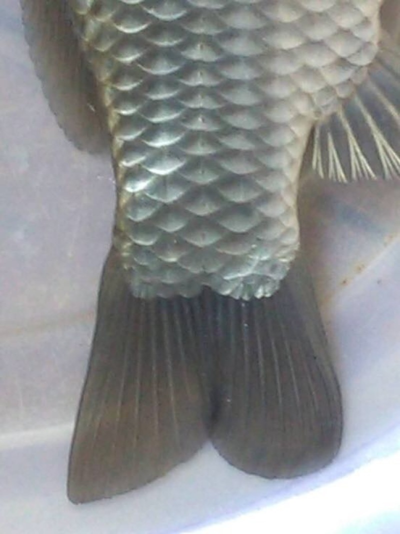 杂交鲫鱼