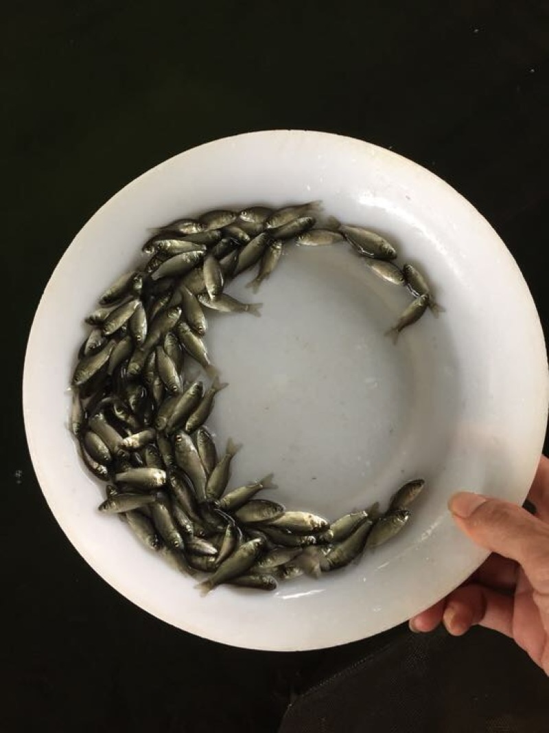 杂交鲫鱼