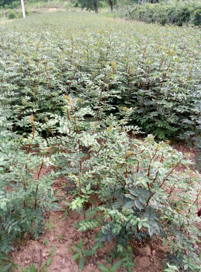 大红袍花椒苗1~2年，
