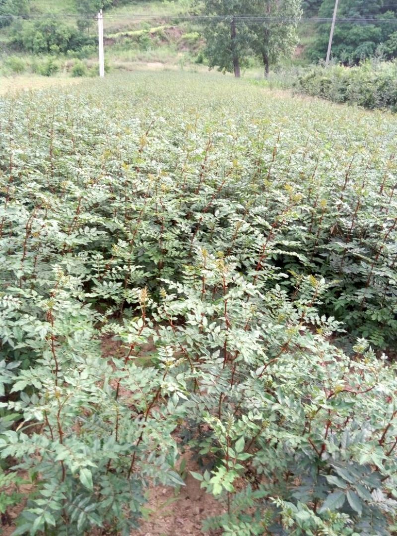 大红袍花椒苗1~2年，