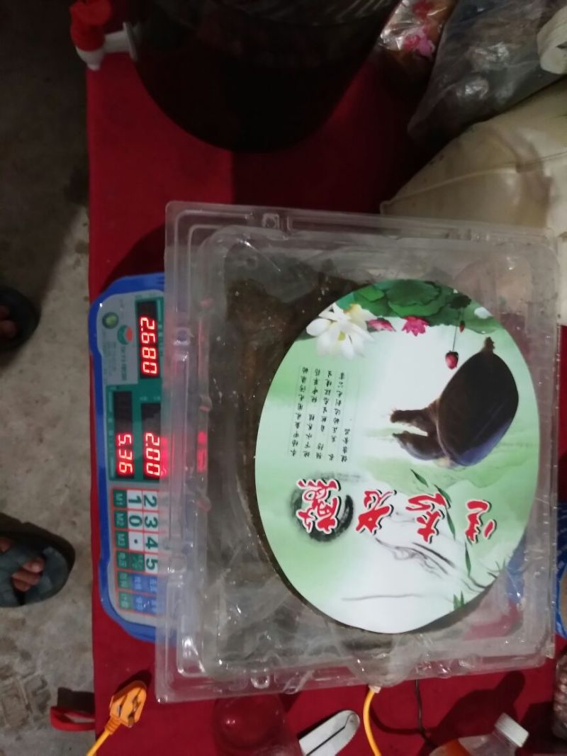生态甲鱼2.5~3斤