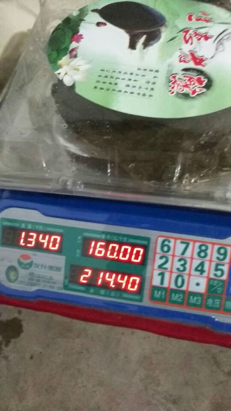 生态甲鱼2.5~3斤