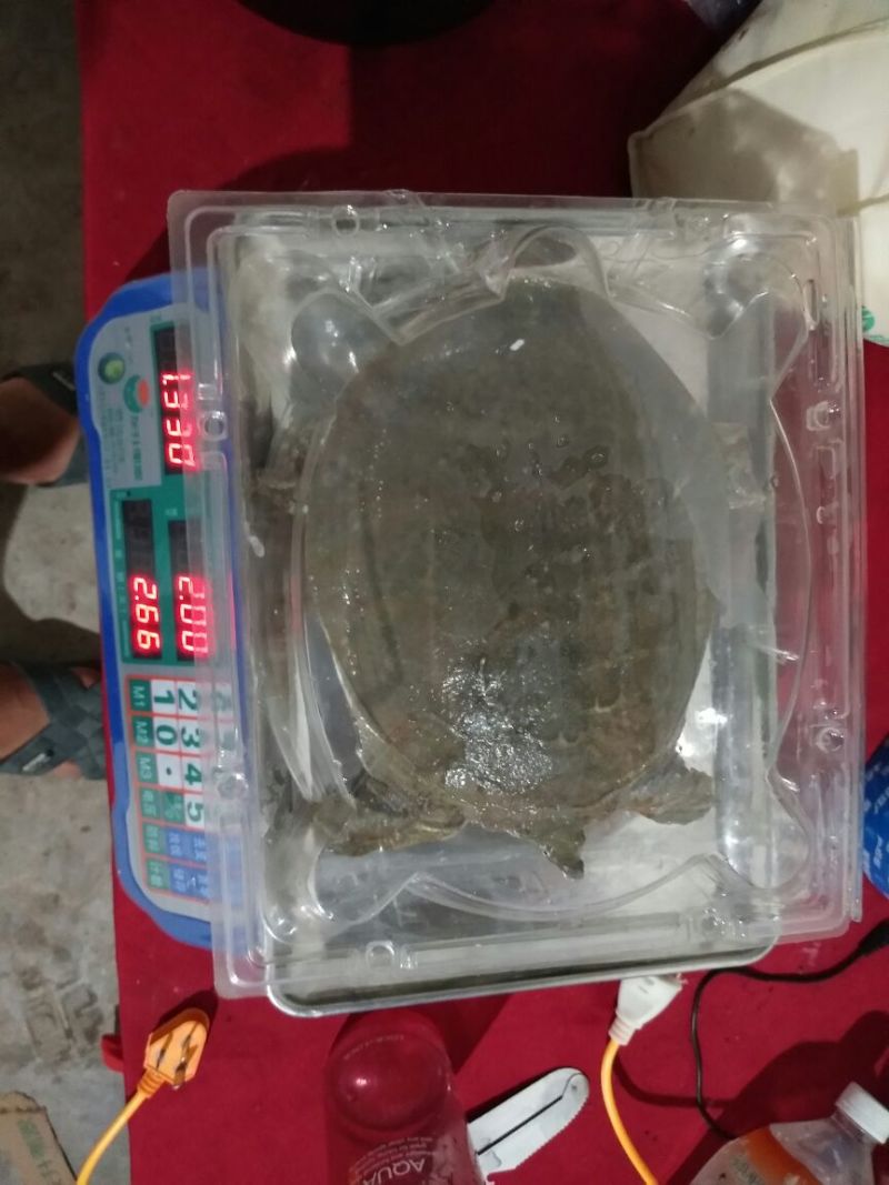 生态甲鱼2.5~3斤