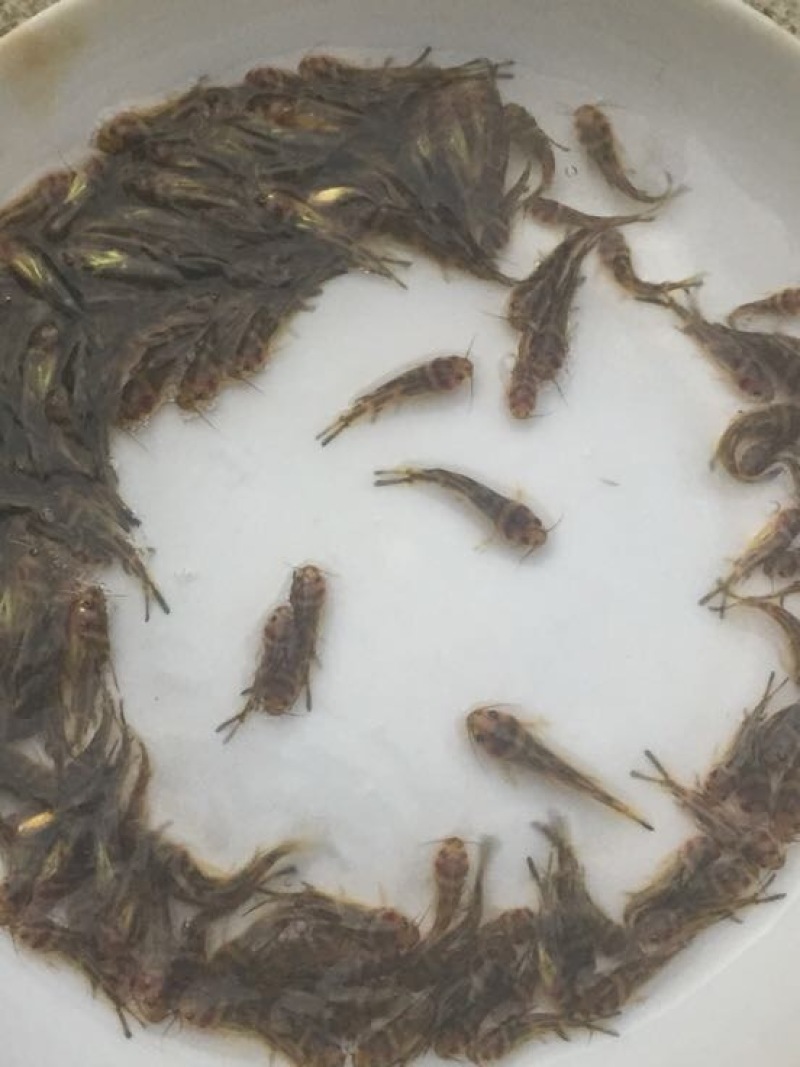 黄骨鱼苗优质淡水黄颡鱼苗牛尾巴黄腊丁黄辣丁