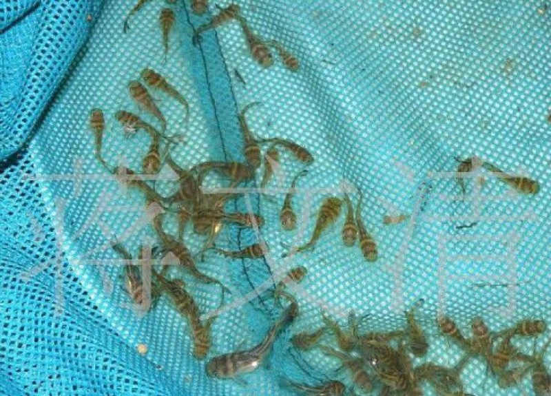 黄骨鱼苗优质淡水黄颡鱼苗牛尾巴黄腊丁黄辣丁