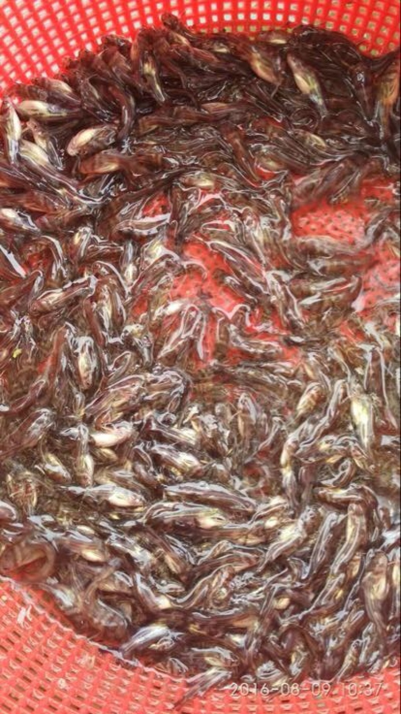 黄骨鱼苗优质淡水黄颡鱼苗牛尾巴黄腊丁黄辣丁