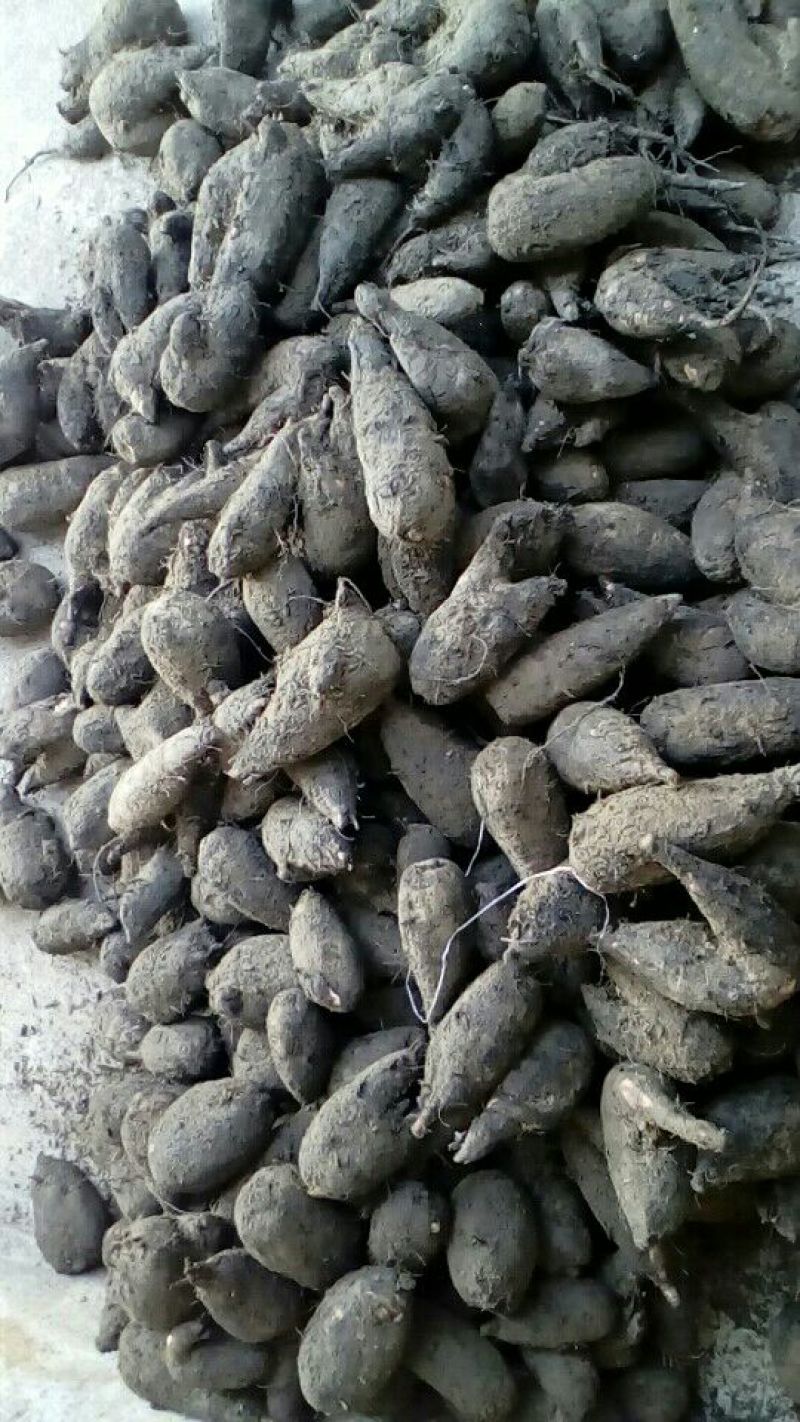入地老鼠，新鲜茉莉根大货