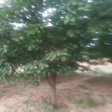杏树