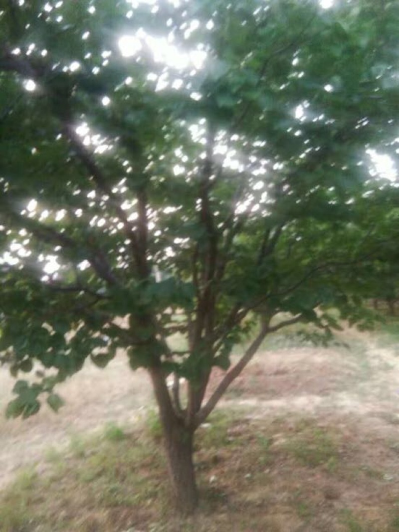 杏树