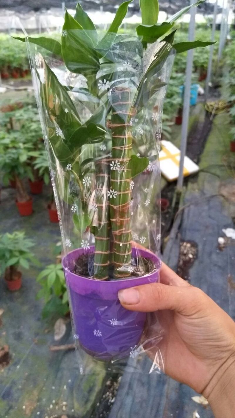 观音竹步步高，一盆3颗