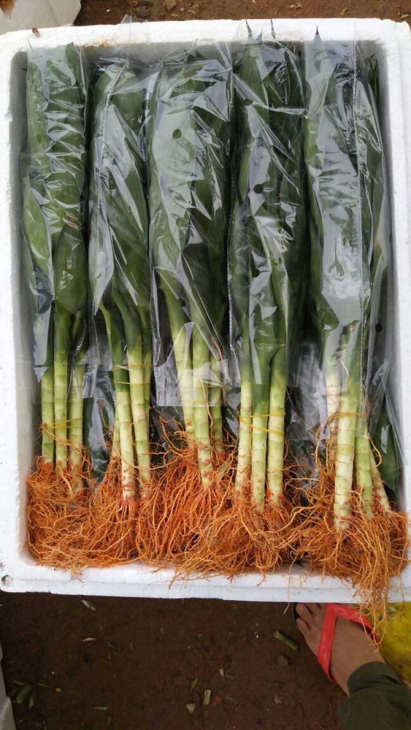 观音竹荷花竹颗颗精选靓货