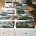 观音竹荷花竹颗颗精选靓货