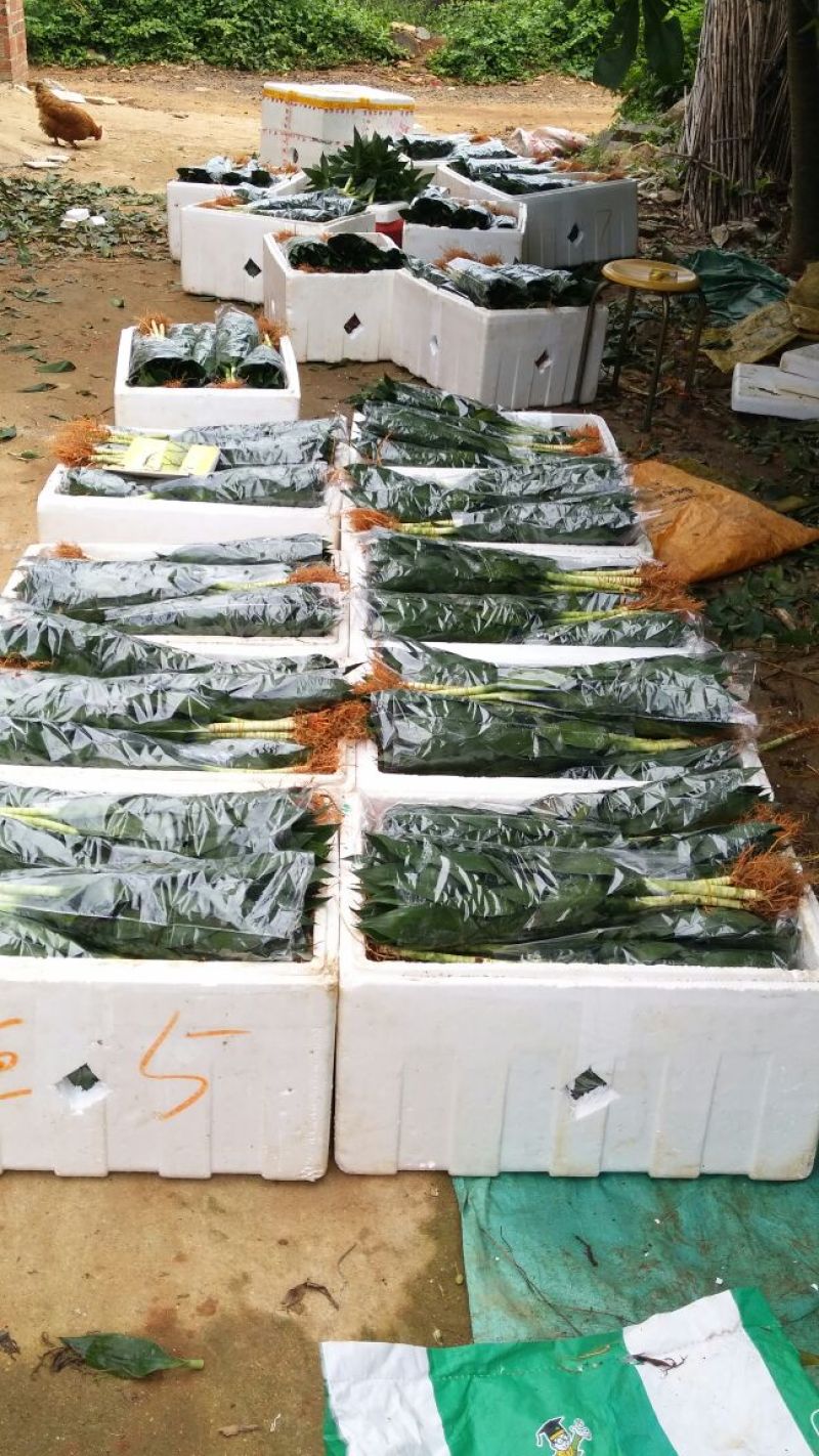 观音竹荷花竹颗颗精选靓货