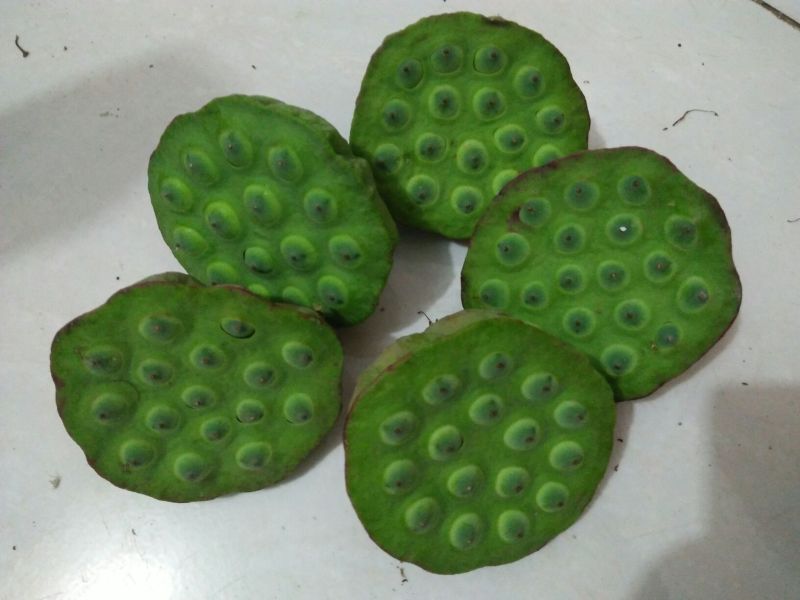 莲蓬新鲜莲蓬水果莲蓬大量供应电商一件代发