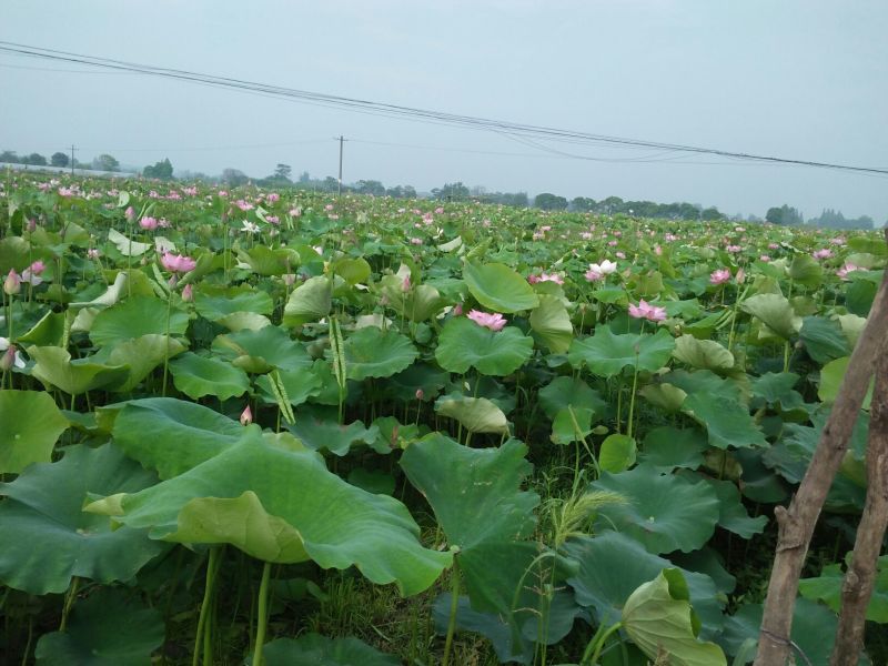 莲蓬新鲜莲蓬水果莲蓬大量供应电商一件代发