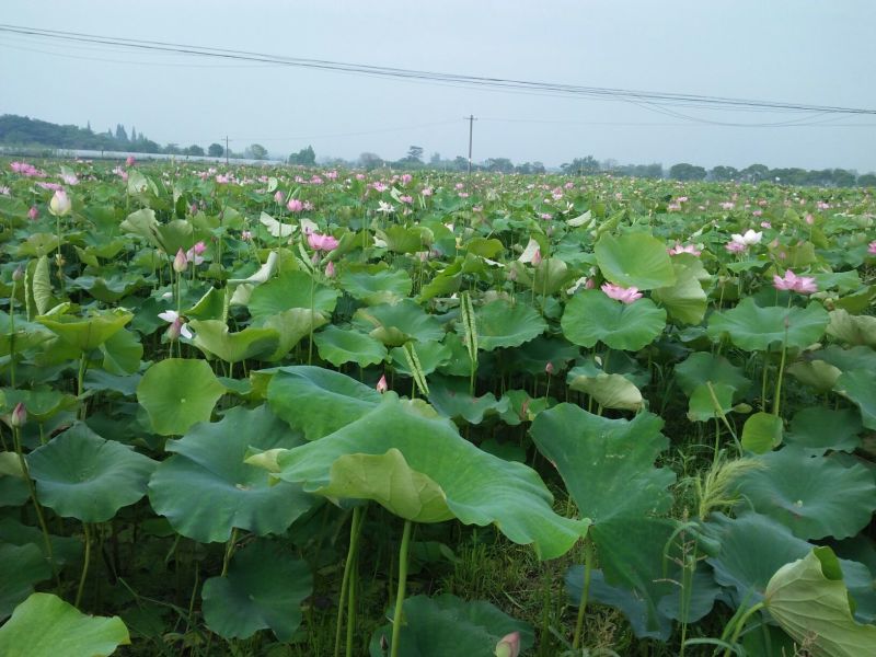 莲蓬新鲜莲蓬水果莲蓬大量供应电商一件代发