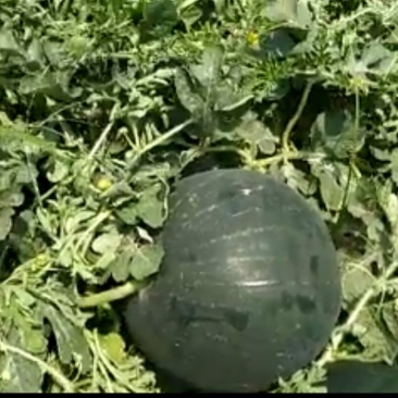 黑皮无籽西瓜10斤打底10成熟1茬
