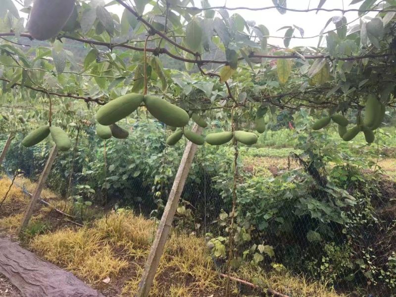 八月瓜苗